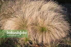 Attēlu rezultāti vaicājumam “Nardus stricta fruit”