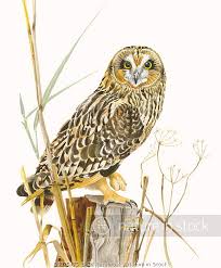 Attēlu rezultāti vaicājumam “Asio flammeus adult”