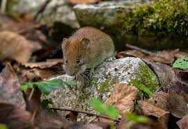 Attēlu rezultāti vaicājumam “Myodes glareolus”