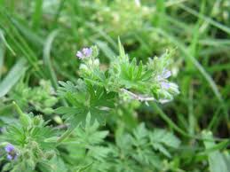 Attēlu rezultāti vaicājumam “Geranium pusillum”