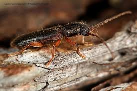 Attēlu rezultāti vaicājumam “Nothorhina punctata”