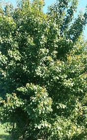 Attēlu rezultāti vaicājumam “Prunus armeniaca leaf”