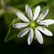 Attēlu rezultāti vaicājumam “Myosoton aquaticum”