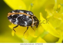 Attēlu rezultāti vaicājumam “Anthrenus sp. imago”