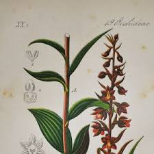 Attēlu rezultāti vaicājumam “Epipactis atrorubens flower”