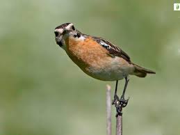 Attēlu rezultāti vaicājumam “Saxicola rubetra adult”