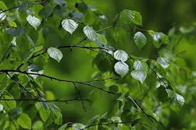 Attēlu rezultāti vaicājumam “Betula pubescens leaf”