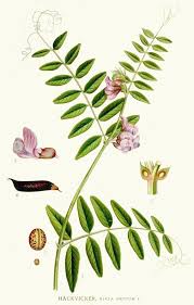 Attēlu rezultāti vaicājumam “Vicia sepium”