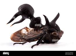 Attēlu rezultāti vaicājumam “Membracidae”