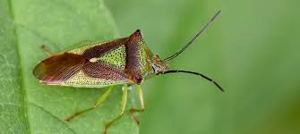 Attēlu rezultāti vaicājumam “Acanthosoma haemorrhoidale”