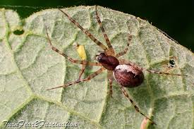 Attēlu rezultāti vaicājumam “Neriene montana”