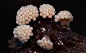 Attēlu rezultāti vaicājumam “Oligonema sp.”