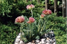 Image result for Anthyllis vulneraria rubra