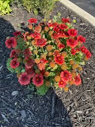 Image result for Gaillardia amblyodon