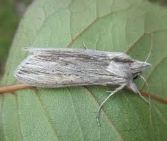 Attēlu rezultāti vaicājumam “Cucullia umbratica”