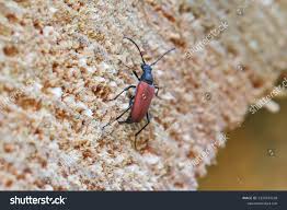 Attēlu rezultāti vaicājumam “Anastrangalia sanguinolenta”