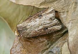 Attēlu rezultāti vaicājumam “Axylia putris”