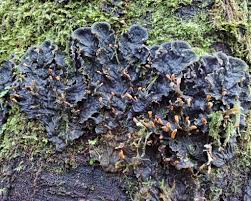 Attēlu rezultāti vaicājumam “Peltigera malacea”