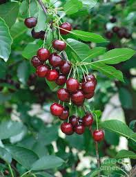 Attēlu rezultāti vaicājumam “Cerasus”