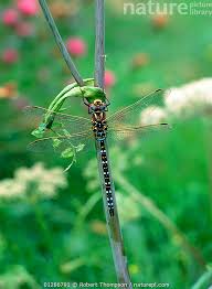 Attēlu rezultāti vaicājumam “Aeshna juncea male”
