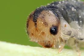 Attēlu rezultāti vaicājumam “Rhogogaster picta”