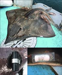 Image result for Dipturus intermedius