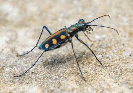 Attēlu rezultāti vaicājumam “Cicindela maritima”