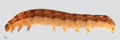 Attēlu rezultāti vaicājumam “Orthosia sp. larva”
