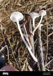 Attēlu rezultāti vaicājumam “Mycena belliarum”