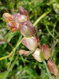 Attēlu rezultāti vaicājumam “Rhinanthus minor flower”