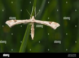 Attēlu rezultāti vaicājumam “Platyptilia gonodactyla”