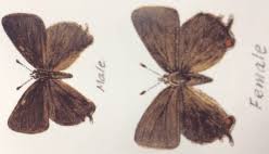 Attēlu rezultāti vaicājumam “Satyrium w-album underside”