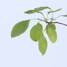 Attēlu rezultāti vaicājumam “Prunus domestica subsp. domestica leaf”