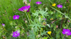 Attēlu rezultāti vaicājumam “Geranium sanguineum leaf”