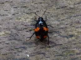 Attēlu rezultāti vaicājumam “Scaphidium quadrimaculatum”