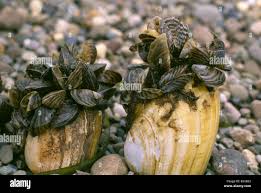 Attēlu rezultāti vaicājumam “Dreissena polymorpha”