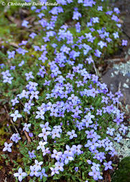 Attēlu rezultāti vaicājumam “Heyderia pusilla”