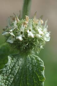 Image result for Marrubium vulgare
