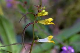Attēlu rezultāti vaicājumam “Melampyrum pratense”