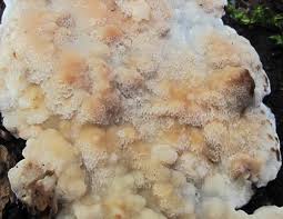 Attēlu rezultāti vaicājumam “Physisporinus vitreus”