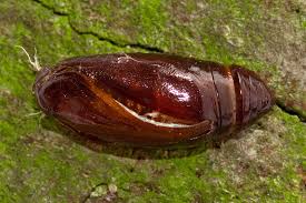 Attēlu rezultāti vaicājumam “Eilema depressa”