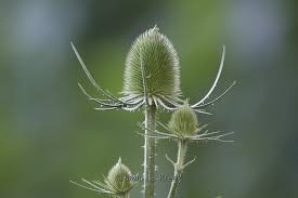 Attēlu rezultāti vaicājumam “Dipsacus fullonum”
