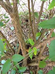 Attēlu rezultāti vaicājumam “Lonicera ferdinandii”