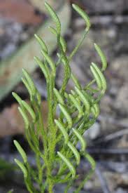 Attēlu rezultāti vaicājumam “Lycopodium dubium”