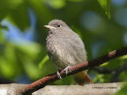 Attēlu rezultāti vaicājumam “Phoenicurus ochruros”