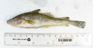 Image result for Microgadus tomcod