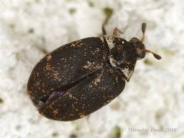 Attēlu rezultāti vaicājumam “Anthrenus museorum”