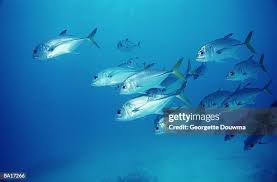 Image result for Caranx latus