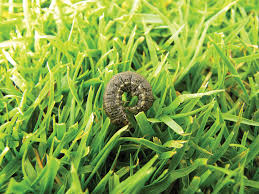 Attēlu rezultāti vaicājumam “Enteridium corticatum”