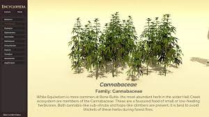 Attēlu rezultāti vaicājumam “Cannabaceae”